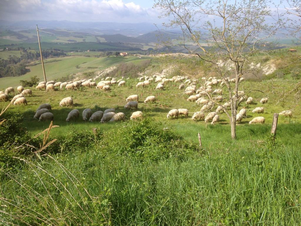 In Canto Sul Poggio Bed and Breakfast Volterra Buitenkant foto